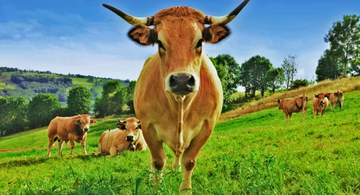 Haute Vache Aubrac