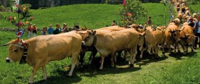 Transhumance Aubrac