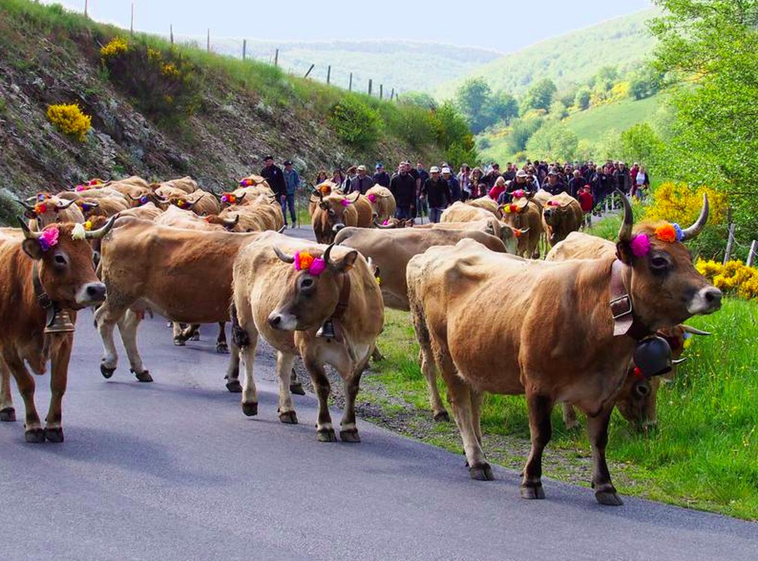 Aubrac Cows transhumance