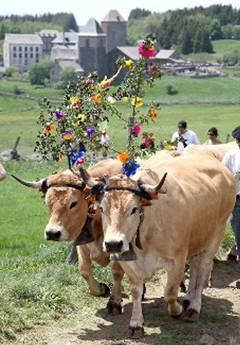 vaches-transhumance-1.jpg