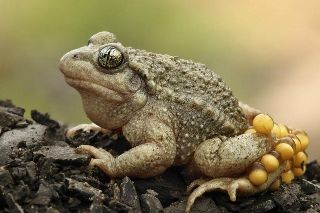 Camping La Romiguiere : Crapaud accoucheur