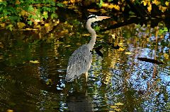 Camping La Romiguiere : Heron