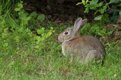 Camping La Romiguiere : Lapin de garenne