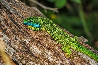 Camping La Romiguiere : Lezard vert
