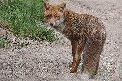 Camping La Romiguiere : Renard