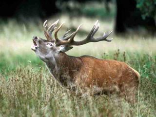 brame du cerf